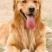 金毛犬平台推荐合作养殖加盟回收签订合同