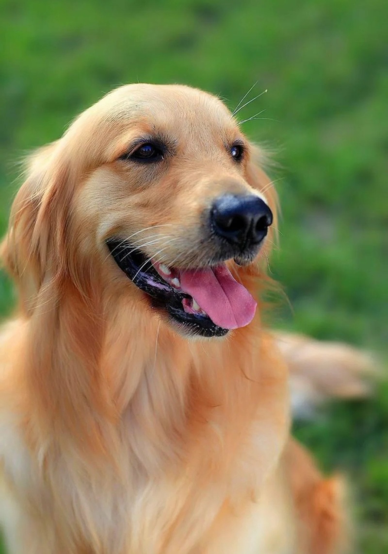 金毛犬平台推荐合作养殖加盟回收签订合同