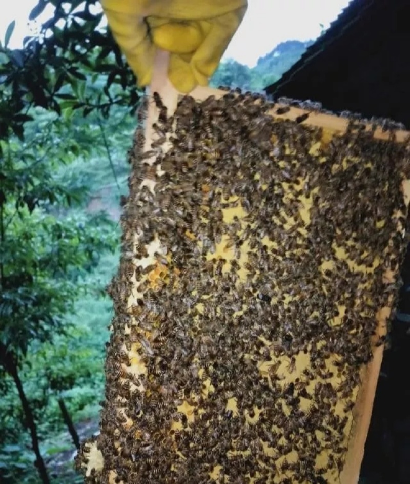 土蜂蜜，农家土蜂蜜