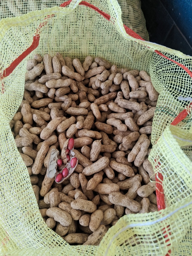 河南开封白沙花生，新鲜产地采摘，货量充足，全国走货，