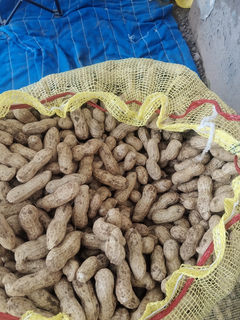 河南开封白沙花生，新鲜产地采摘，货量充足，全国走货，