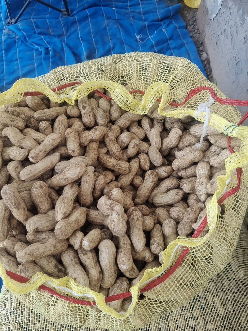河南开封白沙花生，新鲜产地采摘，货量充足，全国走货，