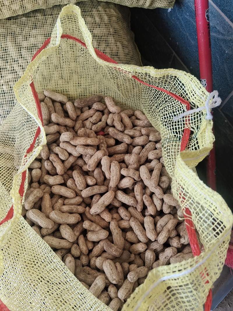 河南开封白沙花生，新鲜产地采摘，货量充足，全国走货，