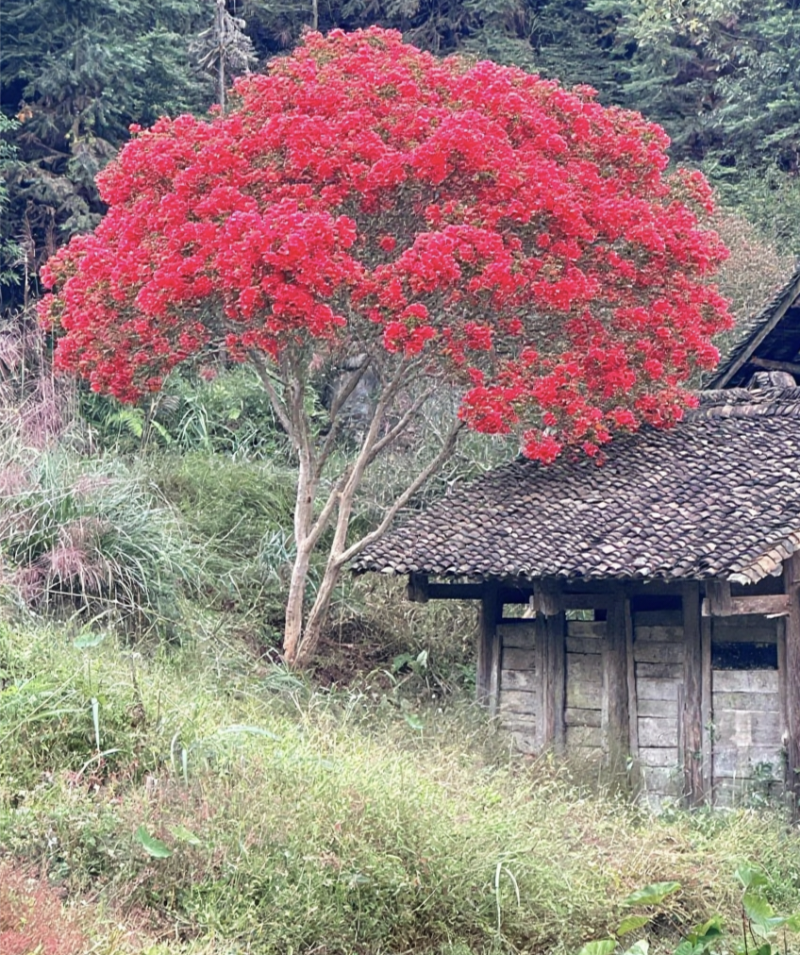 紫薇