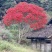 紫薇