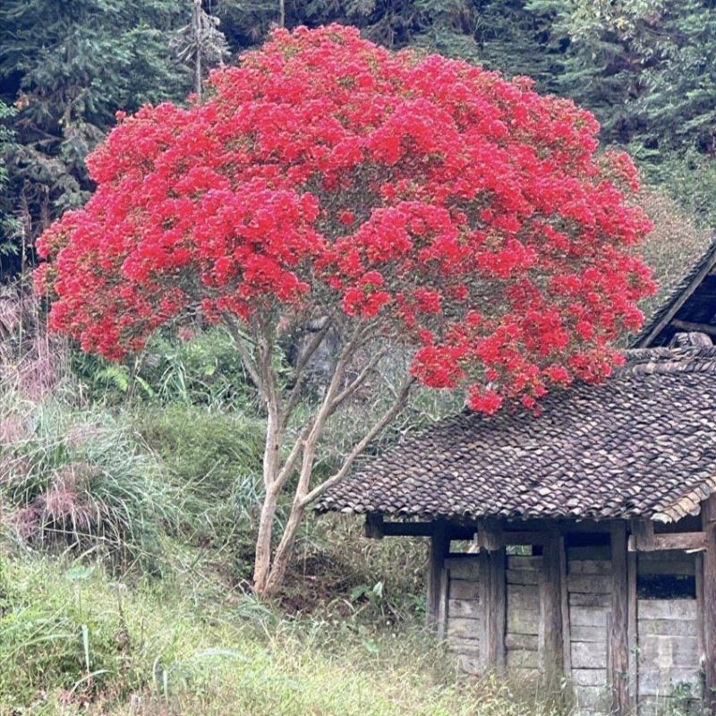 紫薇