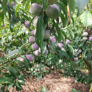 云南绥江半边红李子原产地（可一件代发）大量有货质量可靠