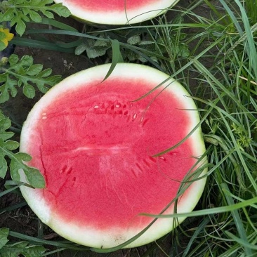 黑皮无籽瓜，麒麟花园瓜
