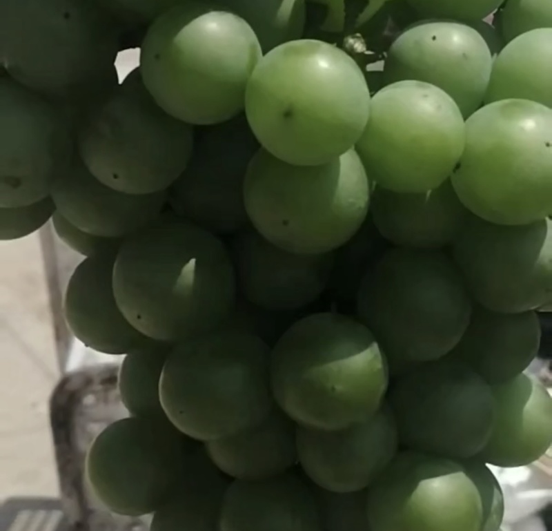 食品加工厂绿巨峰，无核葡萄