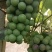 食品加工厂绿巨峰，无核葡萄