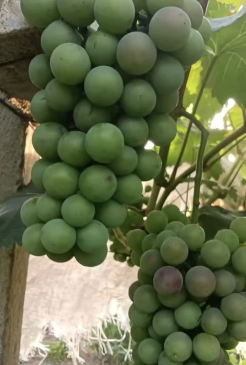 食品加工厂绿巨峰，无核葡萄