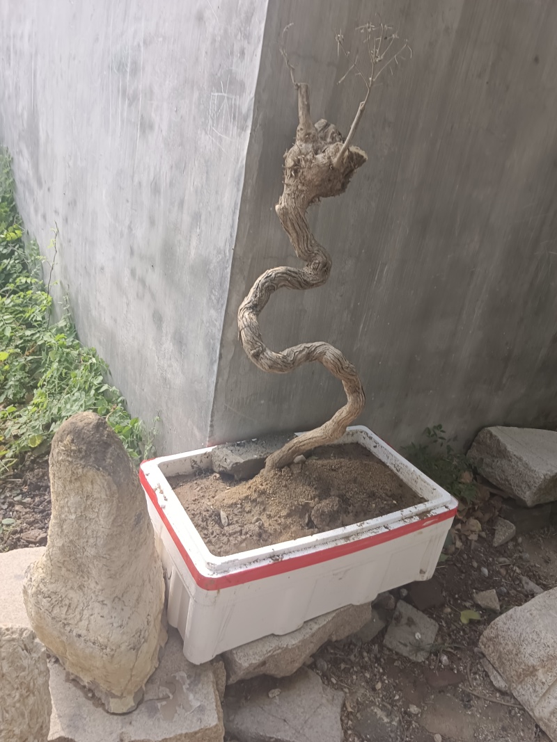 黄荆老扁桩