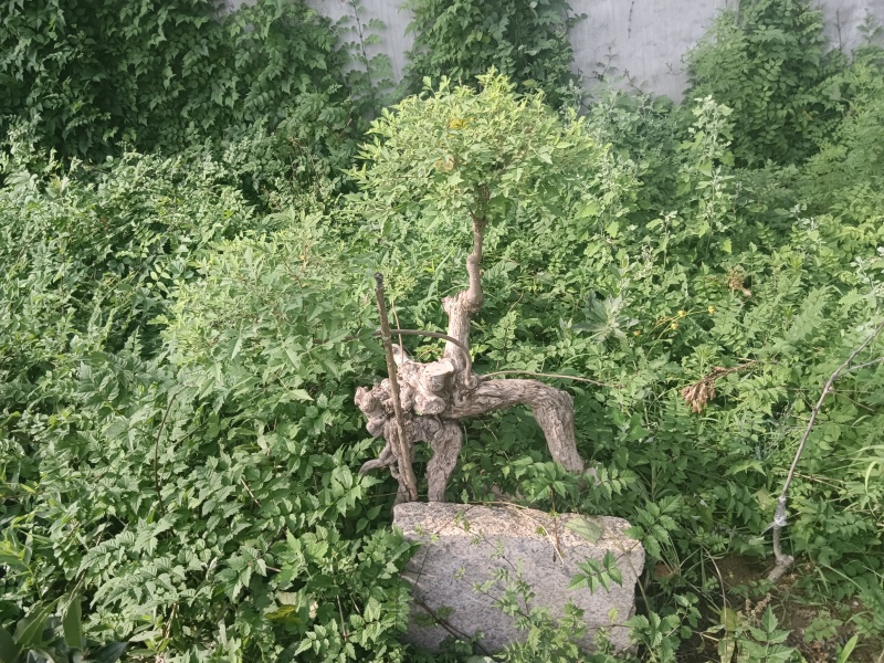黄荆老扁桩