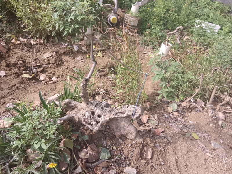 黄荆老扁桩