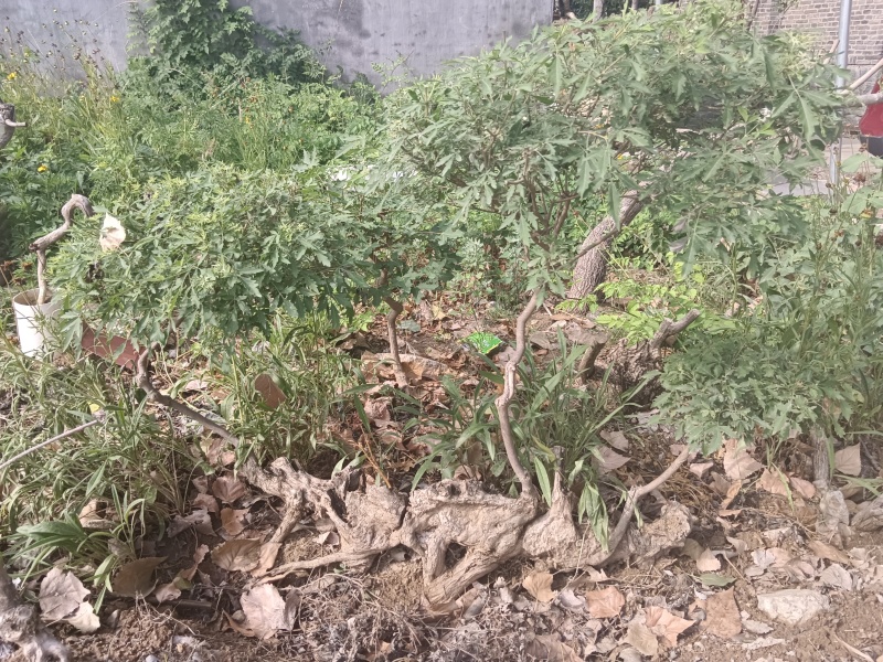 黄荆老扁桩