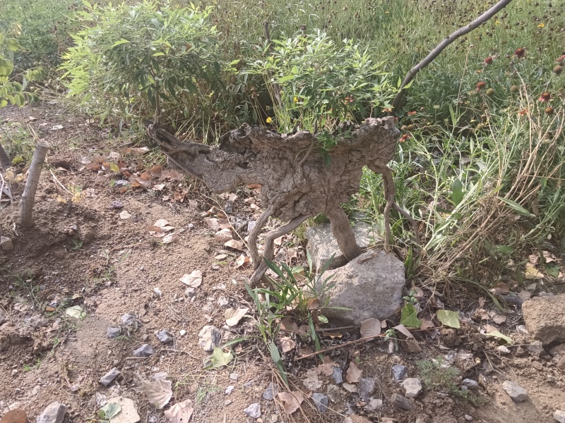 黄荆老扁桩
