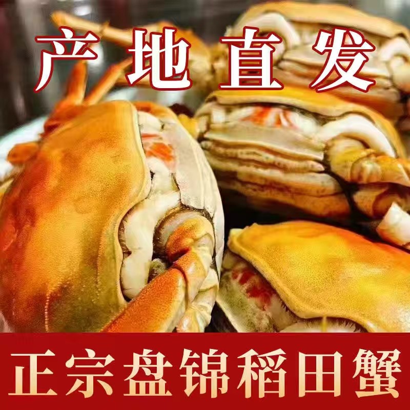 盘锦河蟹稻田蟹毛蟹大闸蟹六月黄承接超市团购