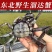 盘锦河蟹稻田蟹毛蟹大闸蟹六月黄承接超市团购