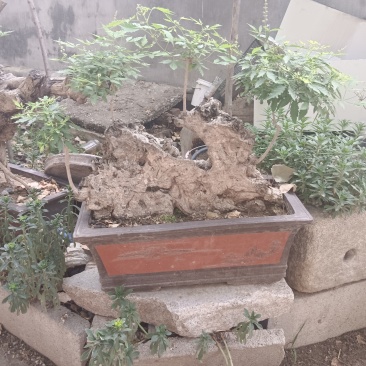 黄荆老扁桩