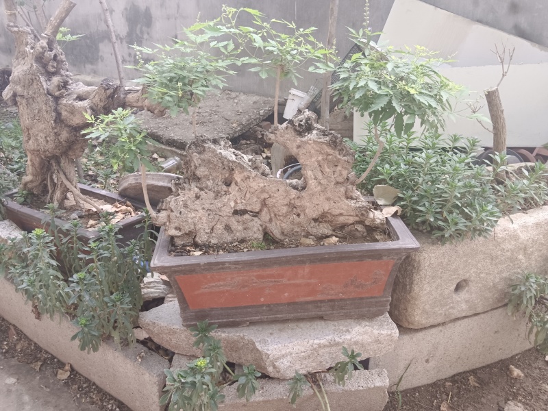 黄荆老扁桩