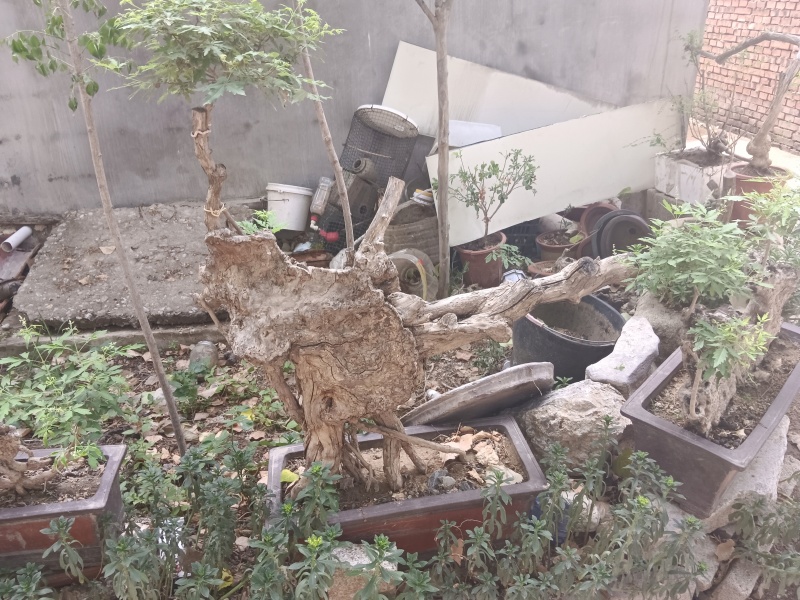 黄荆老扁桩