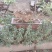 黄荆老扁桩