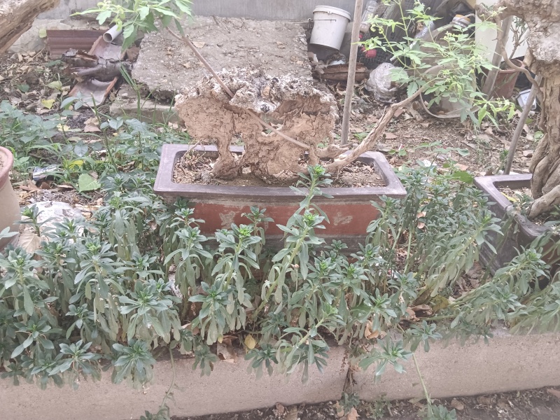黄荆老扁桩