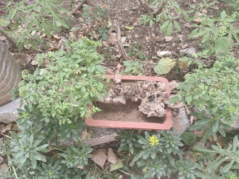 黄荆老扁桩