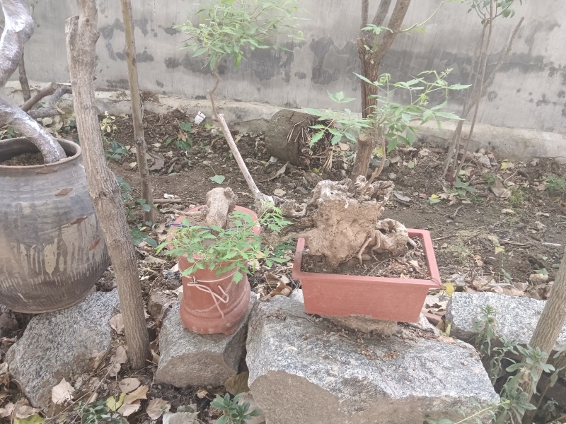 黄荆老扁桩