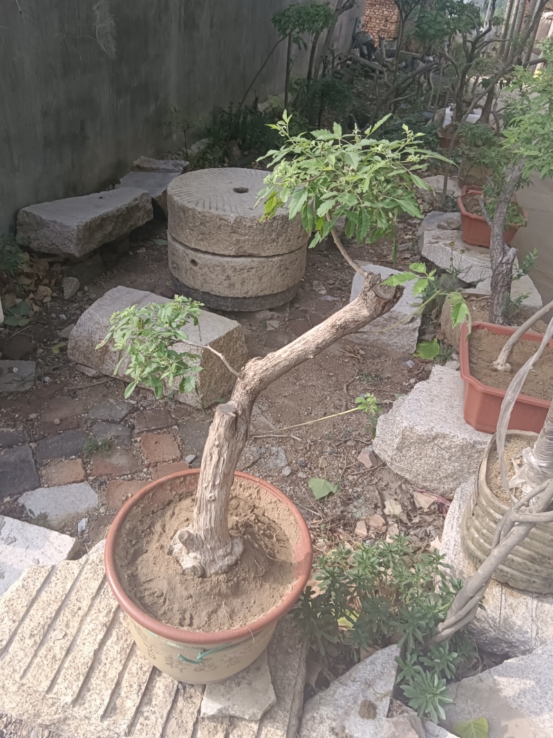 黄荆老扁桩
