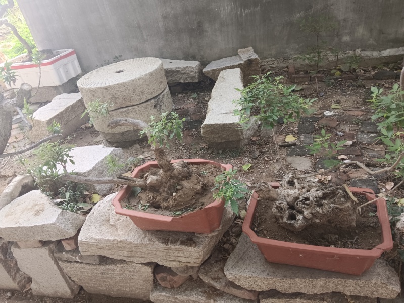 黄荆老扁桩