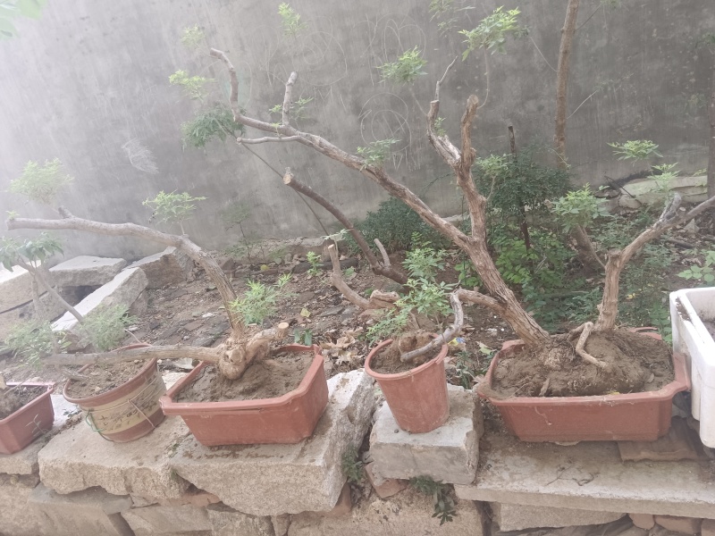 黄荆老扁桩