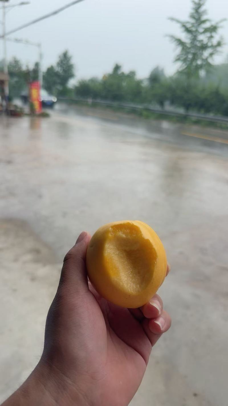毛黄桃山东毛桃，一件代发产地现货，规格齐全品质保证