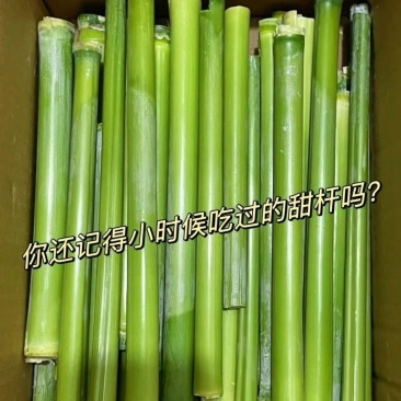 北方青皮东北甜杆正宗特产新鲜高粱芦稷水果孕妇甘蔗芦粟批发