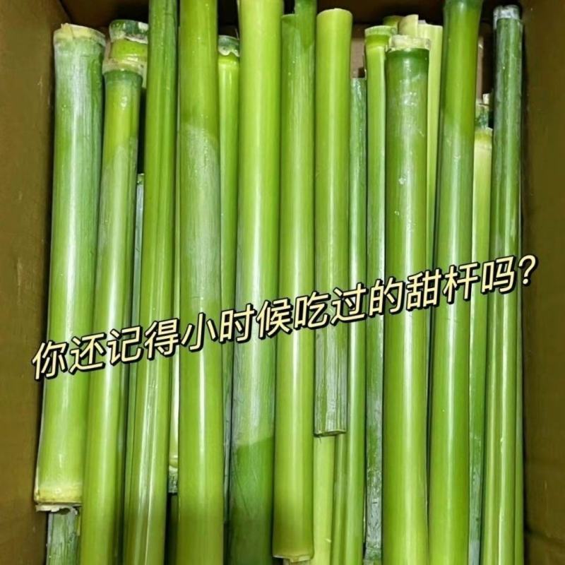 北方青皮东北甜杆正宗特产新鲜高粱芦稷水果孕妇甘蔗芦粟批发