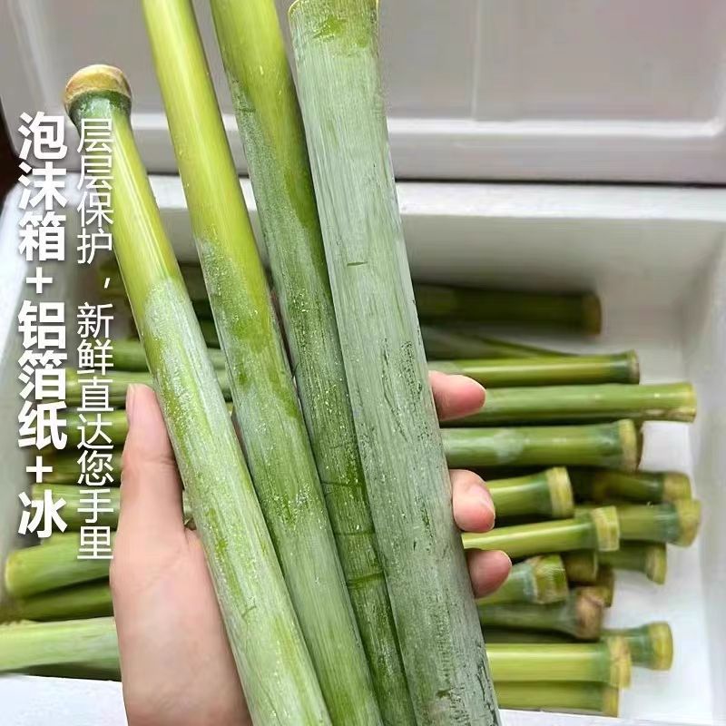 北方青皮东北甜杆正宗特产新鲜高粱芦稷水果孕妇甘蔗芦粟批发