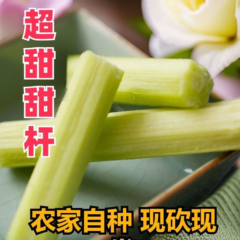 北方青皮东北甜杆正宗特产新鲜高粱芦稷水果孕妇甘蔗芦粟批发