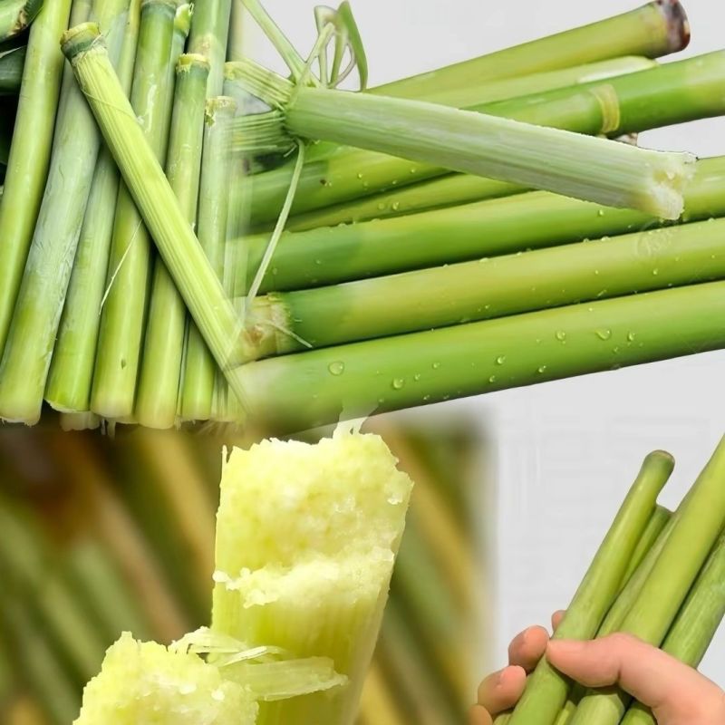 北方青皮东北甜杆正宗特产新鲜高粱芦稷水果孕妇甘蔗芦粟批发