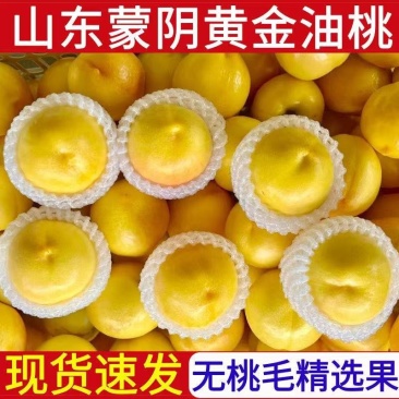 山东黄金油桃品产地现摘、一件代发、对接电商/市场/批发商