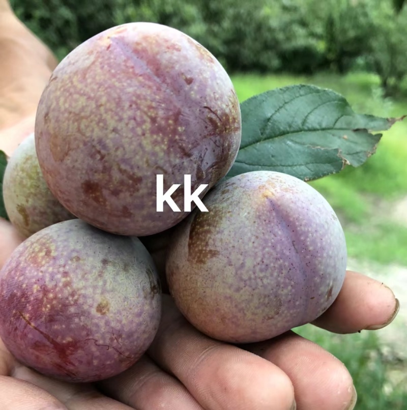 嵊州市正宗桃形李