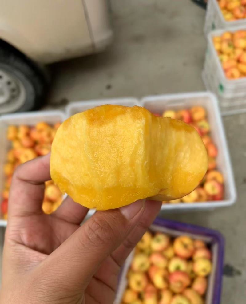 山东毛蟠桃产地现发，口感好品质高，一件代发对接电商/市场