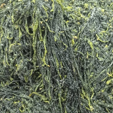 霞浦海带苗少盐精品