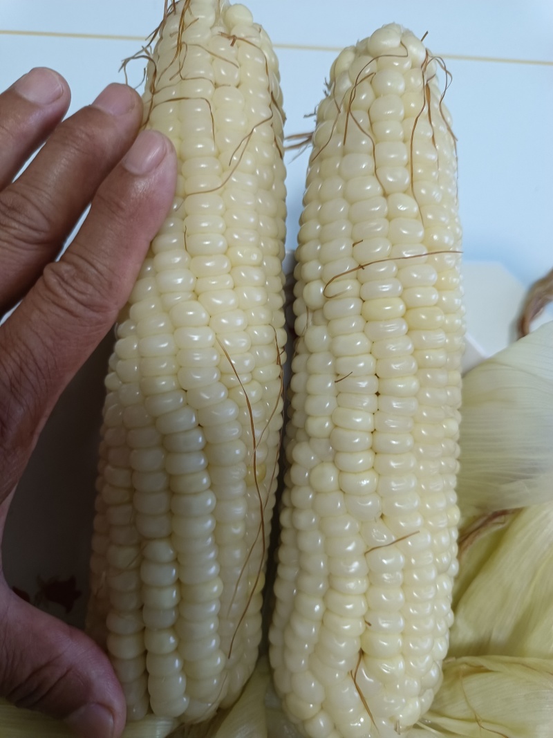 白糯玉米大量供应质优价廉欢迎各位客商前来选购