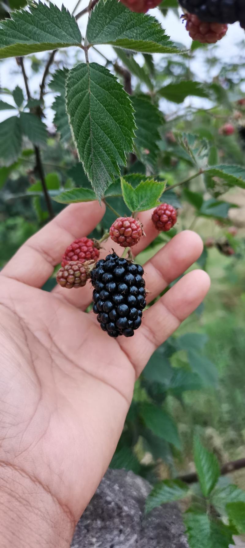 香甜树莓苗