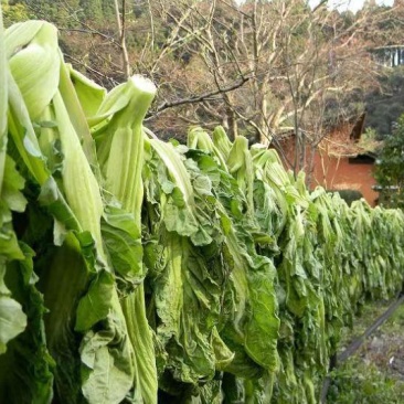 滨州日本高菜十月份上市