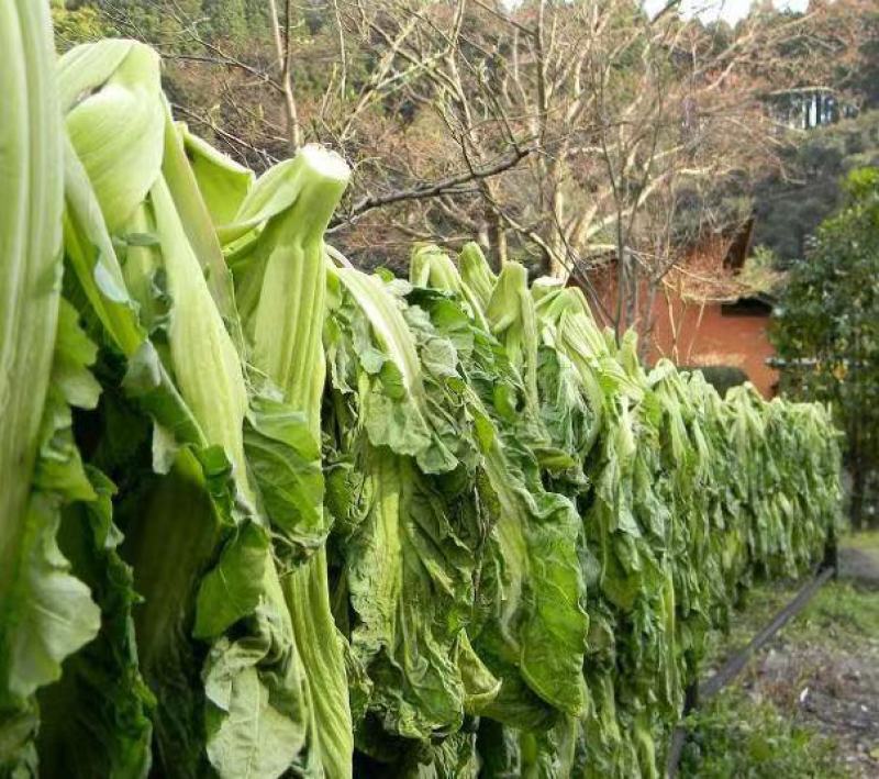滨州日本高菜十月份上市