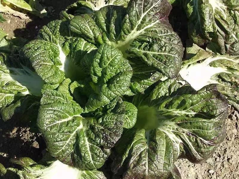 滨州日本高菜十月份上市