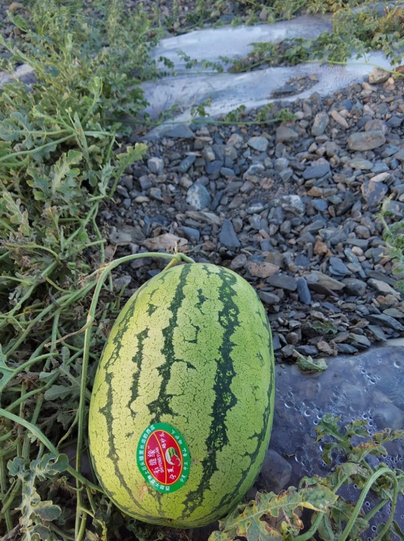 硒砂瓜宁夏石头瓜皮薄多汁现摘现发供应全国市场电商