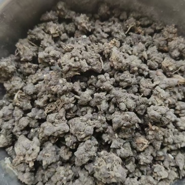 家种猫爪草水洗一遍干货三百多斤