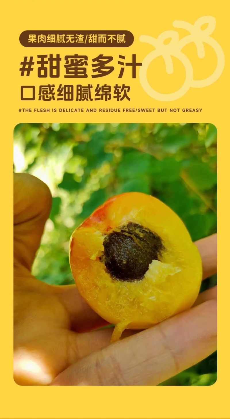 新疆和田明星杏量大从优质量保证欢迎咨询